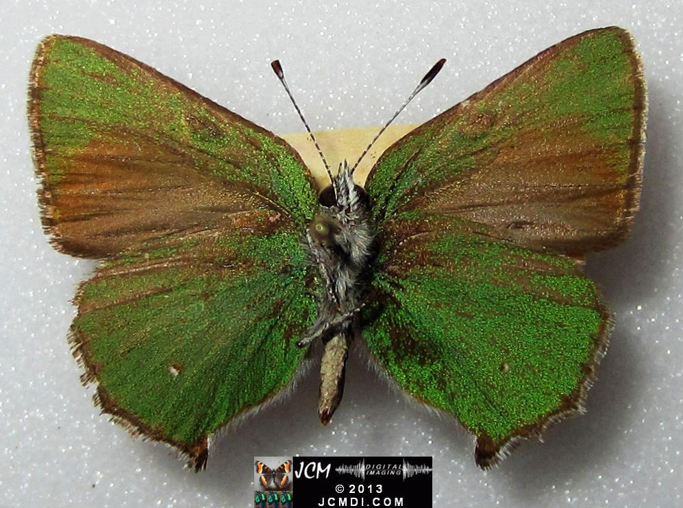 Callophyrs dumetorium dumetorium (Bramble Hairstreak) images